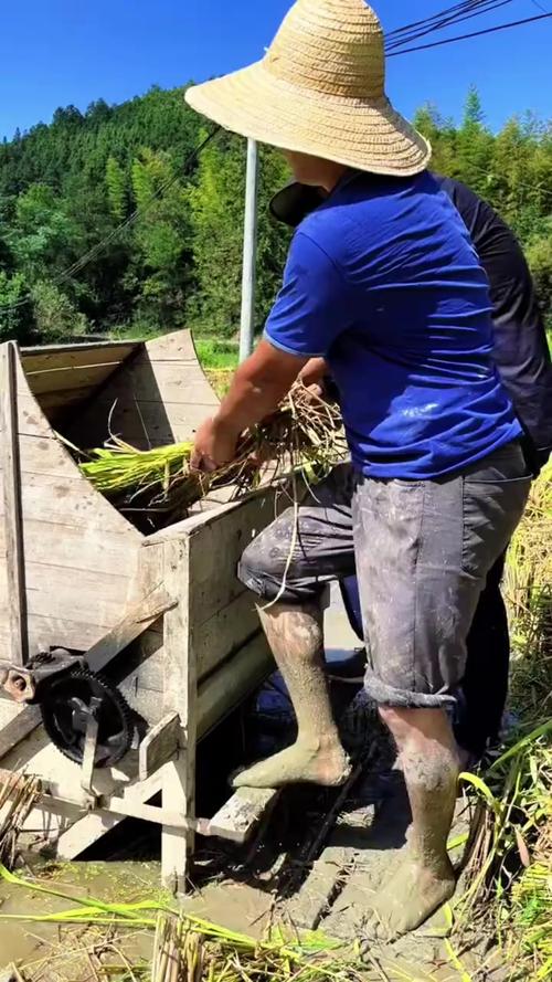 如何正确使用打谷子机器分离谷粒和茎秆? 如何正确使用打谷子机器分离谷粒和茎秆?